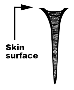 Epidermis coats inside a fold